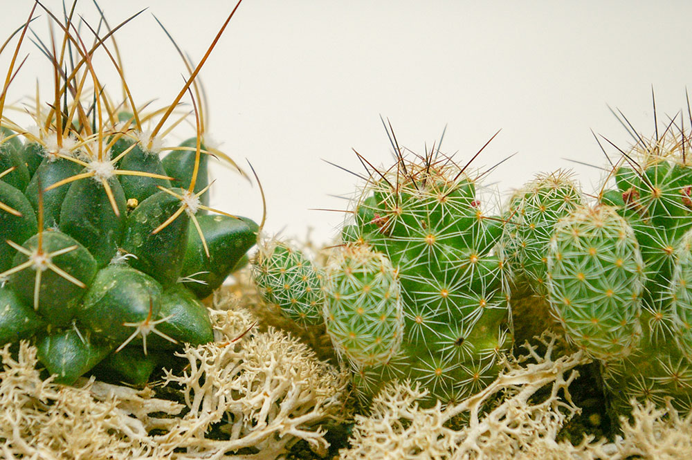 不妊鍼灸、不妊治療の鍼灸治療